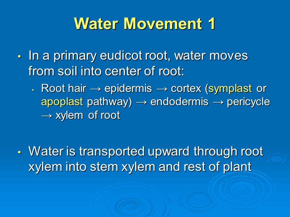 Transpiration - Water Movement through Plants